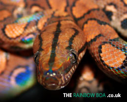 The Rainbow Boa - Brazilian Rainbow Boa Desktop Wallpaper