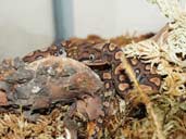 Brazilian Rainbow Boa coiled and hiding in moss