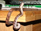 Brazilian Rainbow boa looking up. Underside shown