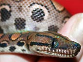 Brazilian Rainbow Boa Closeup head Shot - Showing Heat Vents