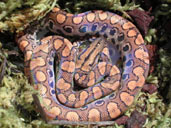 Brazilian Rainbow Boa coiled in moss