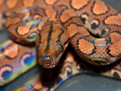 Brazilian Rainbow Boa Coiled showing rainbow colours