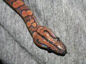 Brazilian Rainbow Boa pictured from above