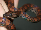 Brazilian Rainbow Boa Hatchling being handled