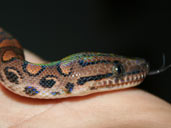 Brazilian Rainbow Boa head shot