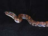 Rainbow Boa on black background