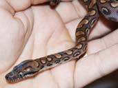Brazilian Rainbow boa in hand. grey eyes