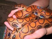 Adult Brazilian Rainbow Boa being handled