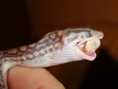 Columbian Rainbow Boa eating a mouse while being handled