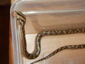 Hatchling Columbian Rainbow Boa in RUB.