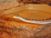 Close Up of Columbian Rainbow Boa in Vivarium