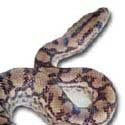 Columbian Rainbow Boa