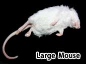 Large Mouse- Suitable for Yearling Rainbow Boas