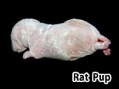 Rat Pup- suitable for hatchling Rainbow Boas