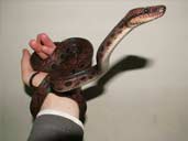 Brazilian Rainbow Boa being handled