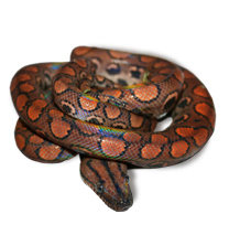 Brazilian Rainbow Boa Caresheet - Click to open Care Sheet