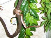 Columbian Rainbow Boa climbing on a vine.