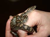 Columbian Rainbow Boa Hatchling