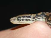 Trevor - The Columbian Rainbow Boa Hatchling