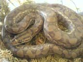 Columbian Rainbow Boa in Moss