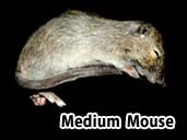 Medium Mouse- suitable for Juvenile Rainbow Boas