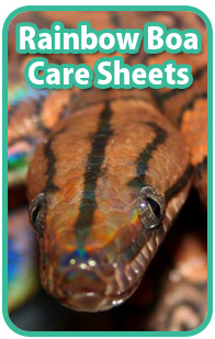Rainbow Boa Care Sheets