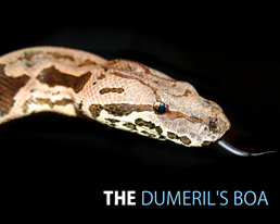 THE DUMERIL'S BOA DESKTOP WALLPAPER