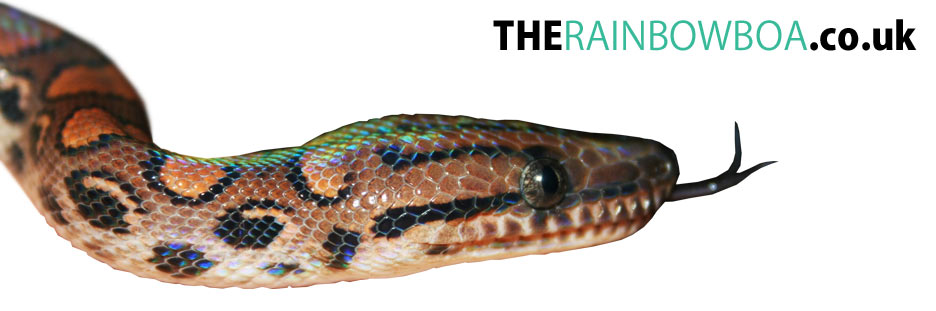 The Rainbow Boa  - The place to find Rainbow Boa information on the internet!